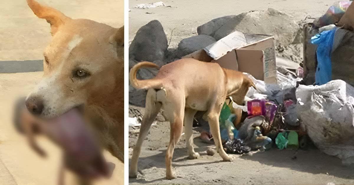 Un petit chien trouve et sort un bébé d'une poubelle : c’est notre héros du jour