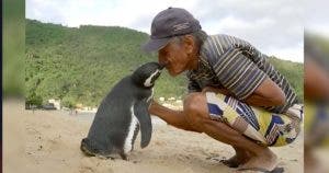 Un pingouin parcourt 8 000 km chaque année pour remercier l'homme qui l’a aidé