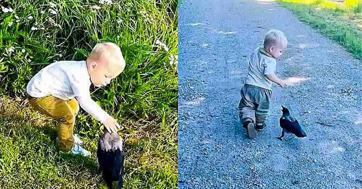 Une amitié improbable : Oto et son corbeau sauvage Russell