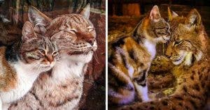 Une amitié improbable : Un lynx et un chat errant deviennent inséparables