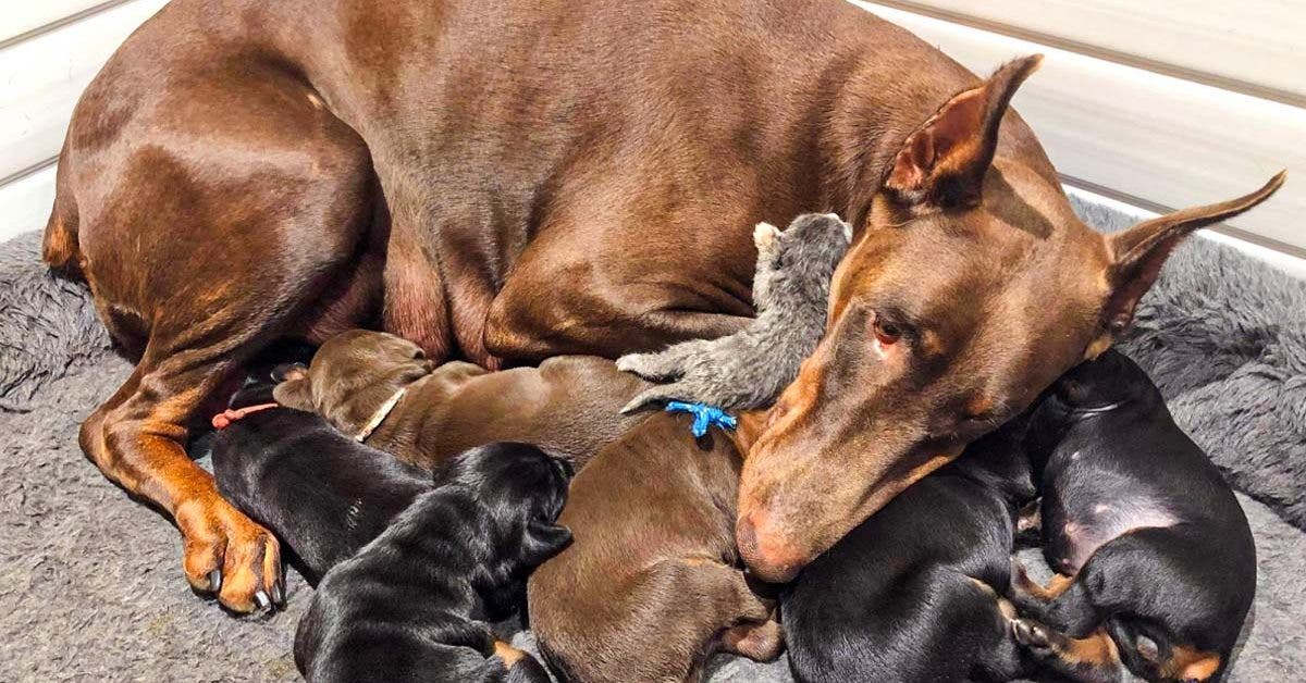 Une Amitié Inattendue : Quand un Chaton Rencontre une Maman Doberman