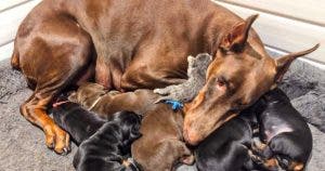 Une Amitié Inattendue : Quand un Chaton Rencontre une Maman Doberman