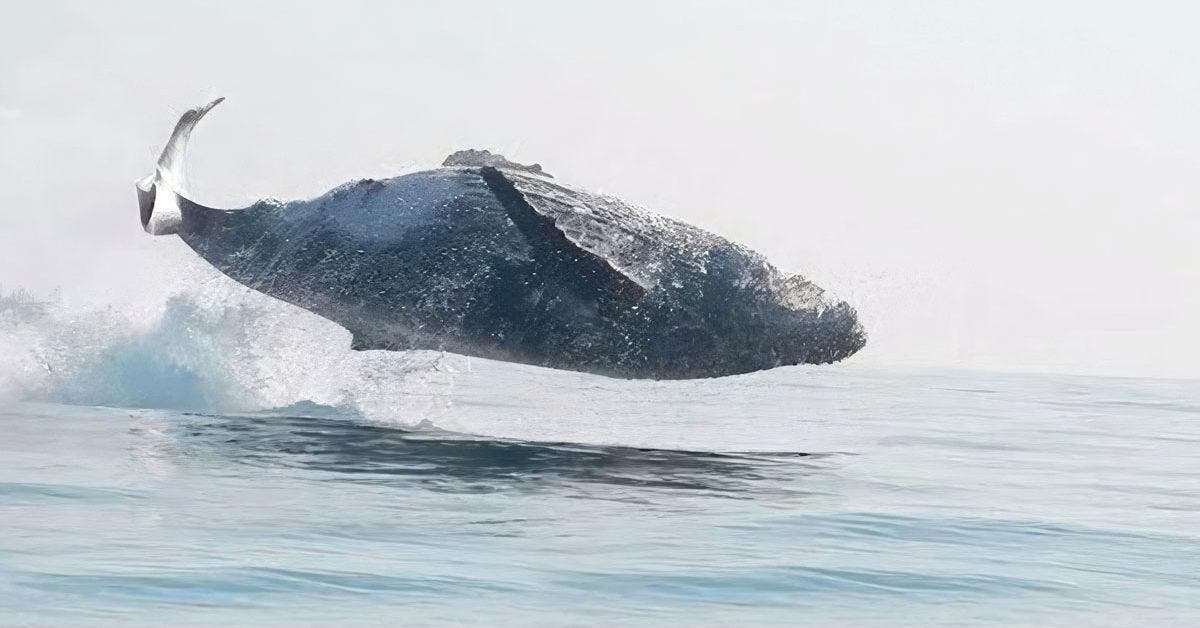 Une baleine de 40 tonnes a été filmée sautant complètement hors de l’eau