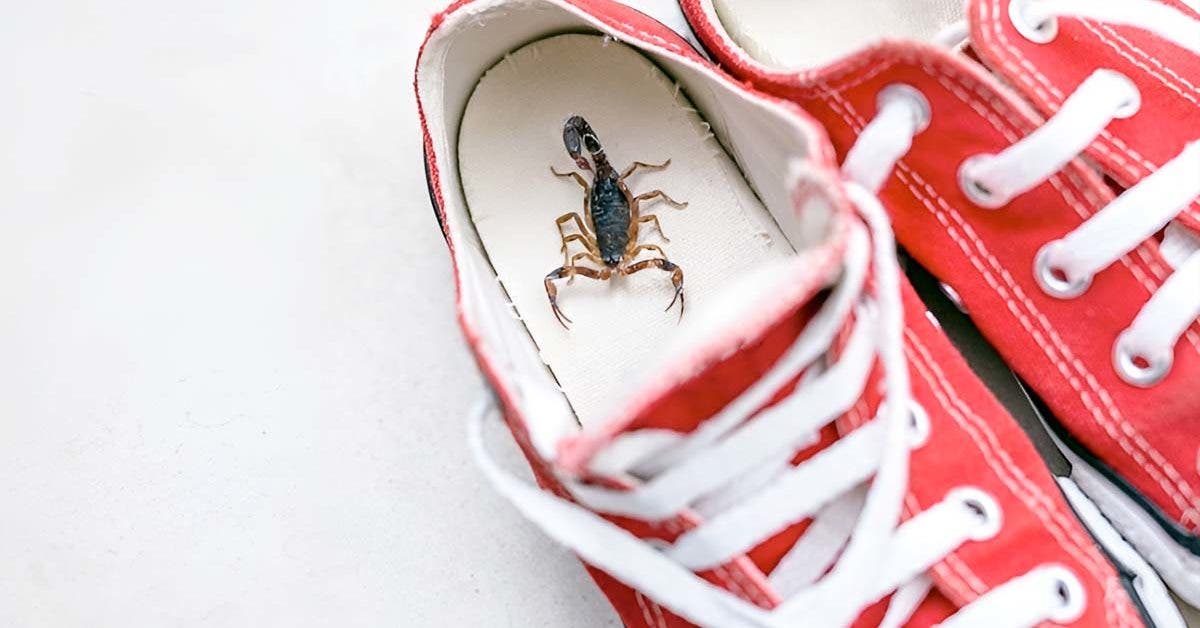 Une étudiante trouve un scorpion vivant dans son colis Shein : Les risques de la Fast-Fashion