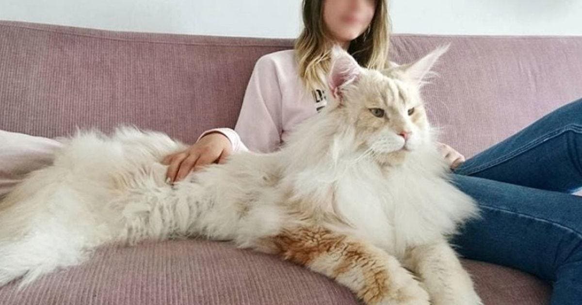 Une Femme Partage Les Photos De Son Incroyable Chat Maine Coon