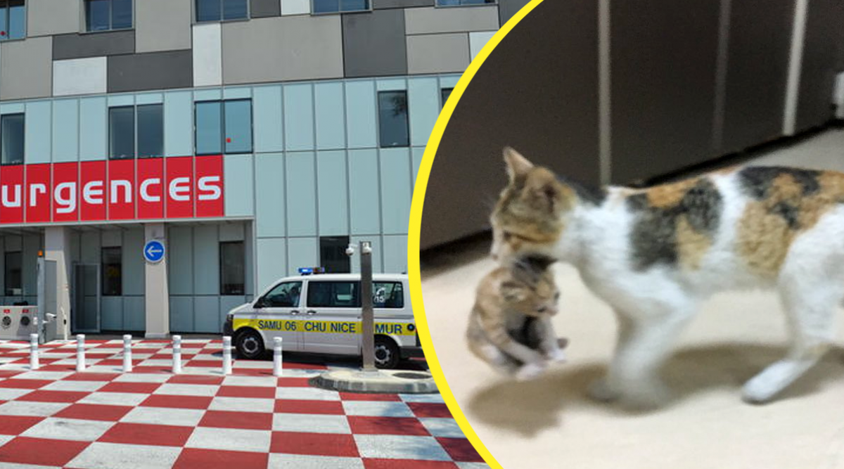 Une Maman Chat Transporte Son Bebe Chaton A L Hopital Pour Demander De L Aide