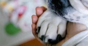 Une petite chienne entre dans la maison pour se protéger du froid et finit par être adoptée par un couple