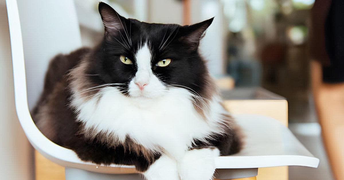 Vali: Le chat noir et blanc qui a conquis les cœurs du Community Cat Club