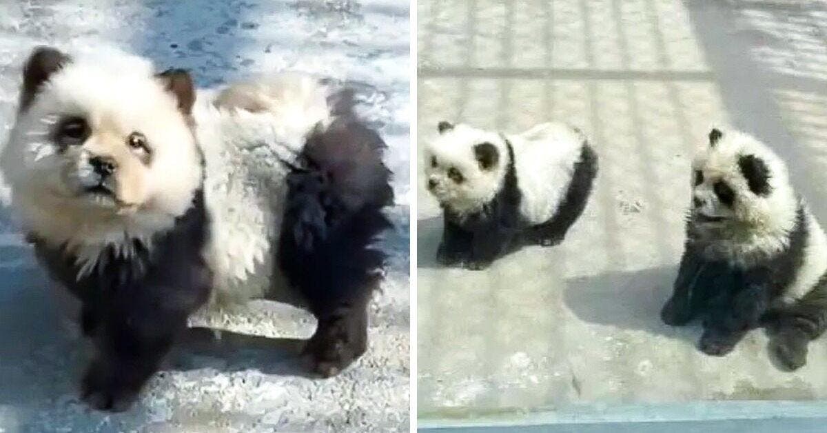 Zoo de Taizhou : Des "Pandas" en Chien Chow Chow, L'affaire qui Enflamme les Réseaux Sociaux